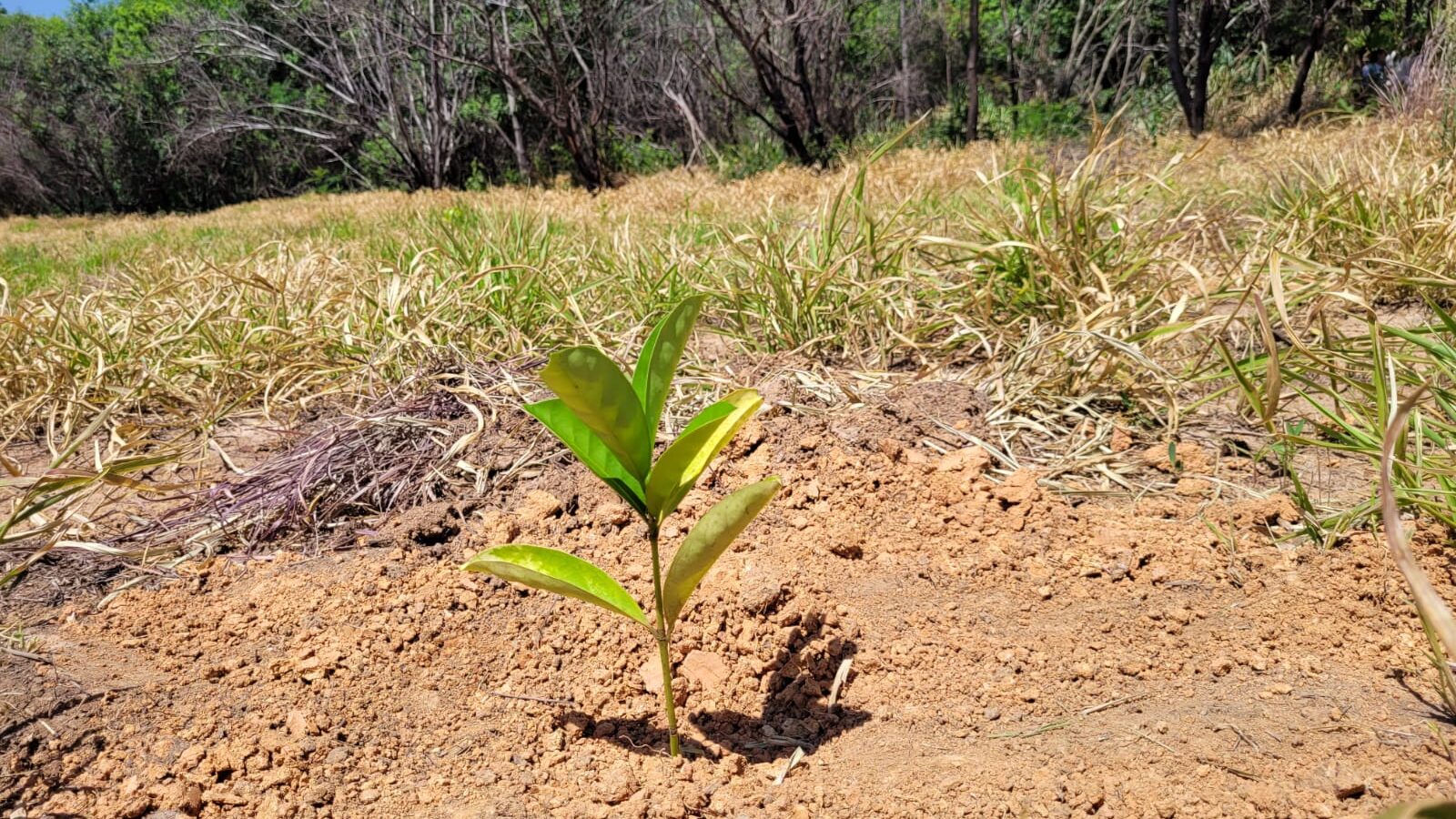 plantio-de-pomar-da-mata-atlantica-encerra-semana-enact-meio-ambiente-em-hortolandia
